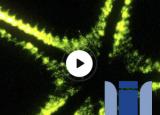 [생물] 이디스 위더: 기묘하고 놀라운 생물 발광의 세계