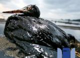 [환경] 칼 사피나: 기름 유출 사고의 숨겨진 원인과 피해자