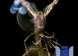 [기술] 네이든 미어볼드: 레이저가 말라리아를 완전히 제거할 수 있을까?
