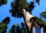 [생명] 리차드 프레스턴 : 거대한 나무들