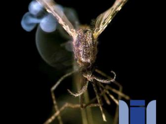 [기술] 네이든 미어볼드: 레이저가 말라리아를 완전히 제거할 수 있을까?